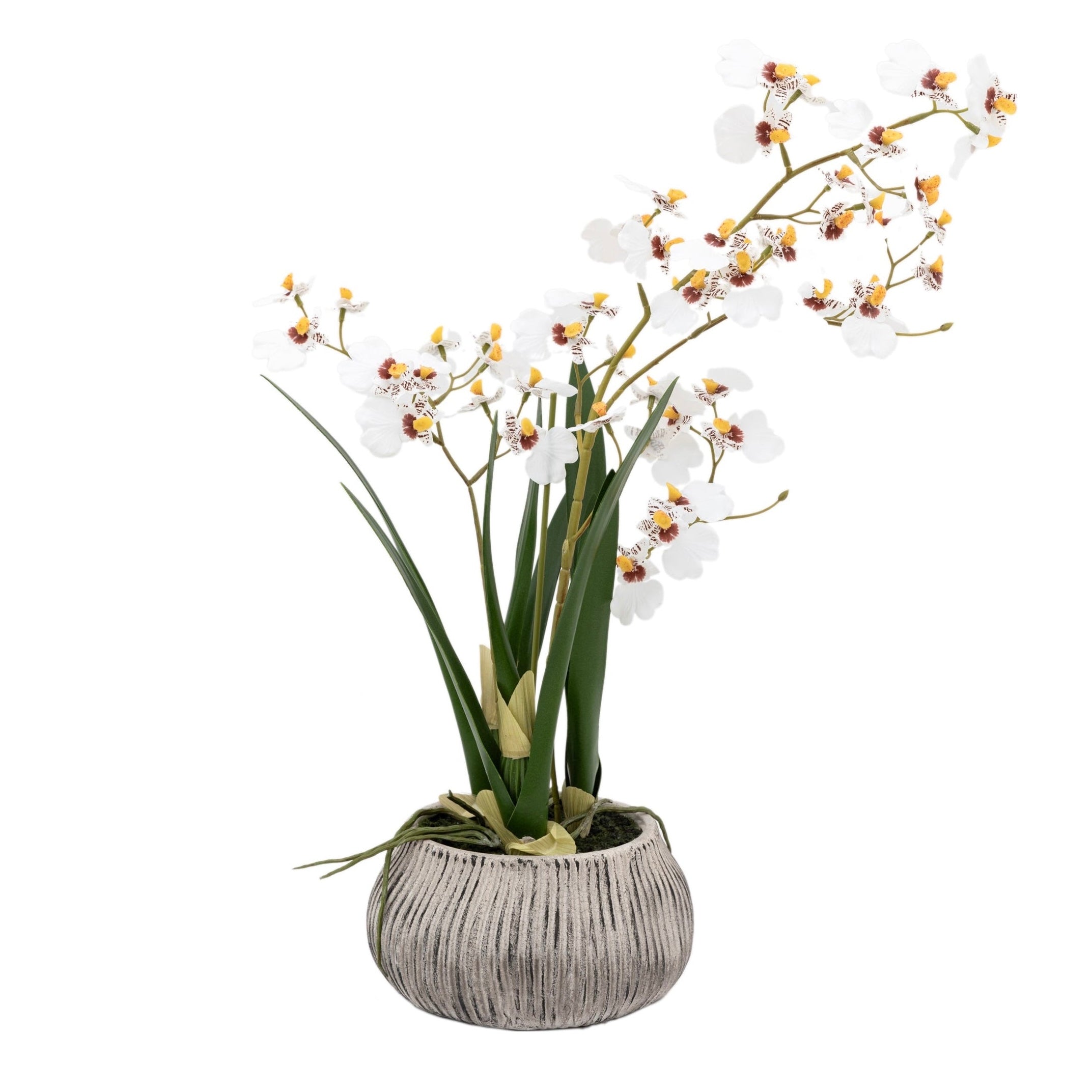 Artificial White Orchid in Low Ceramic Pot | Large